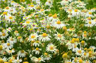 field of daisies