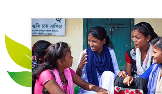 ethical tea partnership tea leafs