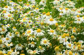 field of daisies