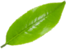 pickwcik citroverbena