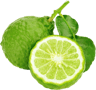 pickwick bergamont