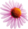 pickwick bloom