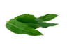 pickwick eucalyptus