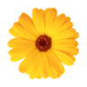 pickwick marigold