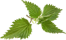 pickwick nettles