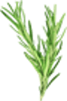 pickwick rosemary