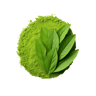 matcha powder
